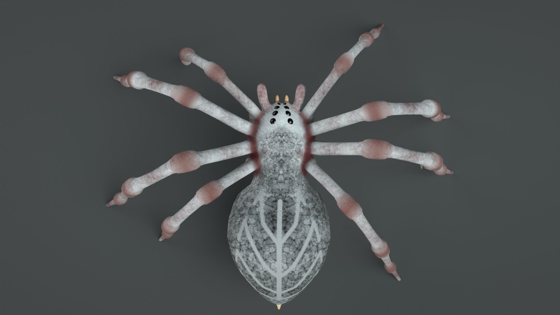 3D Spider Rigged Animated 3D model_7