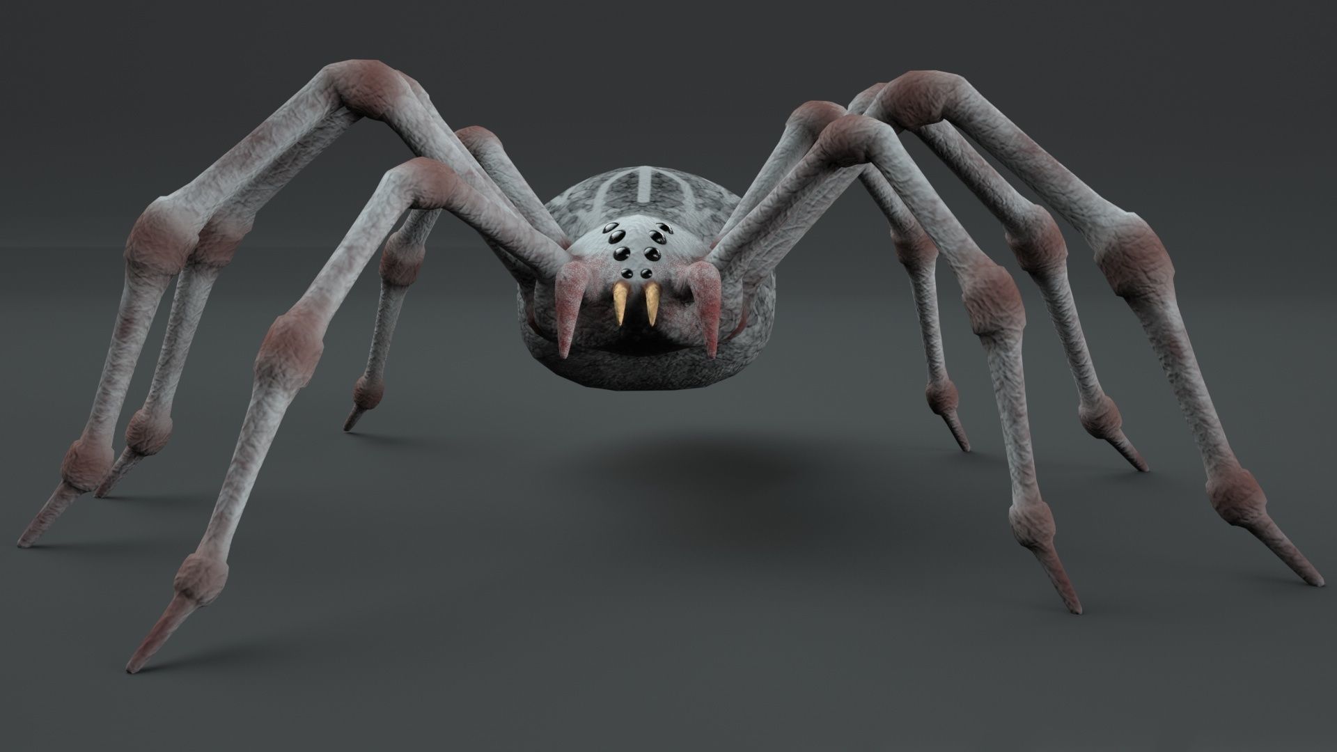 3D Spider Rigged Animated 3D model_4