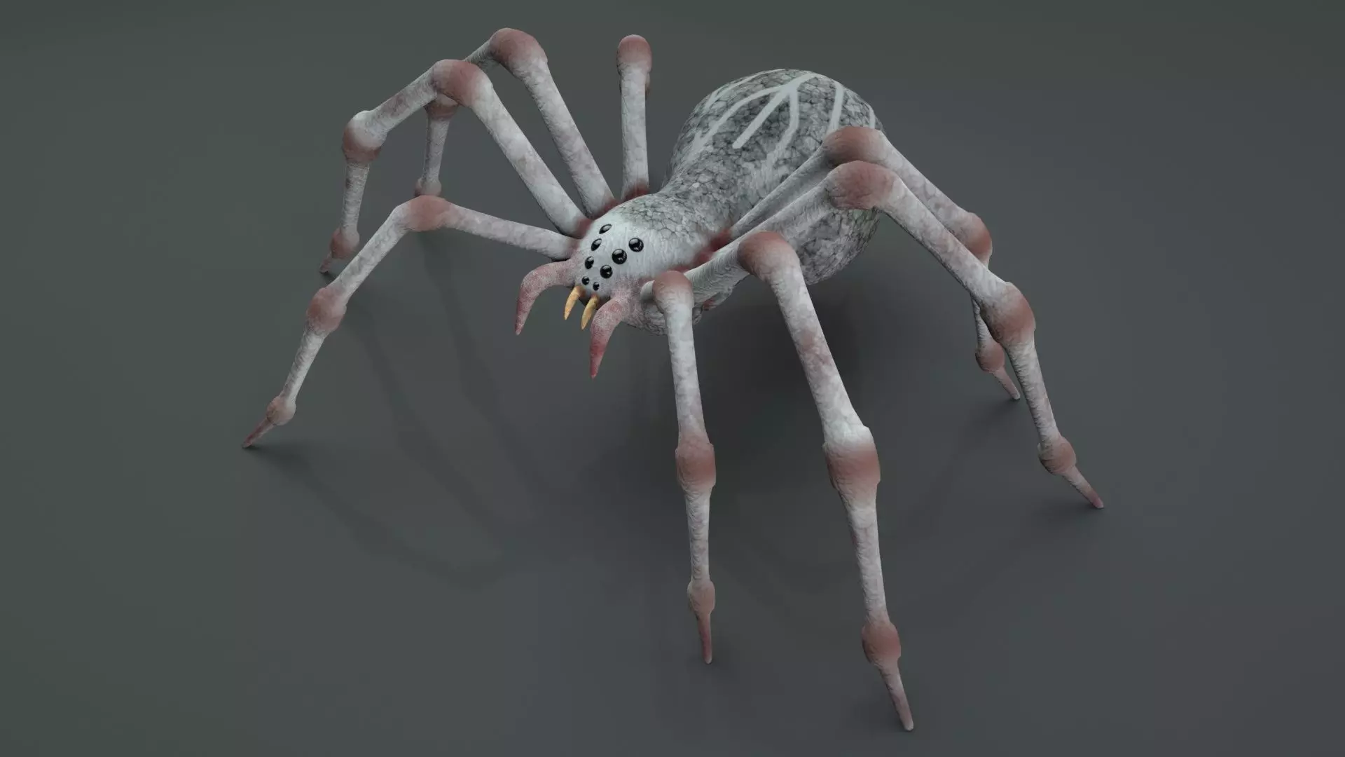 3D Spider Rigged Animated 3D model_0