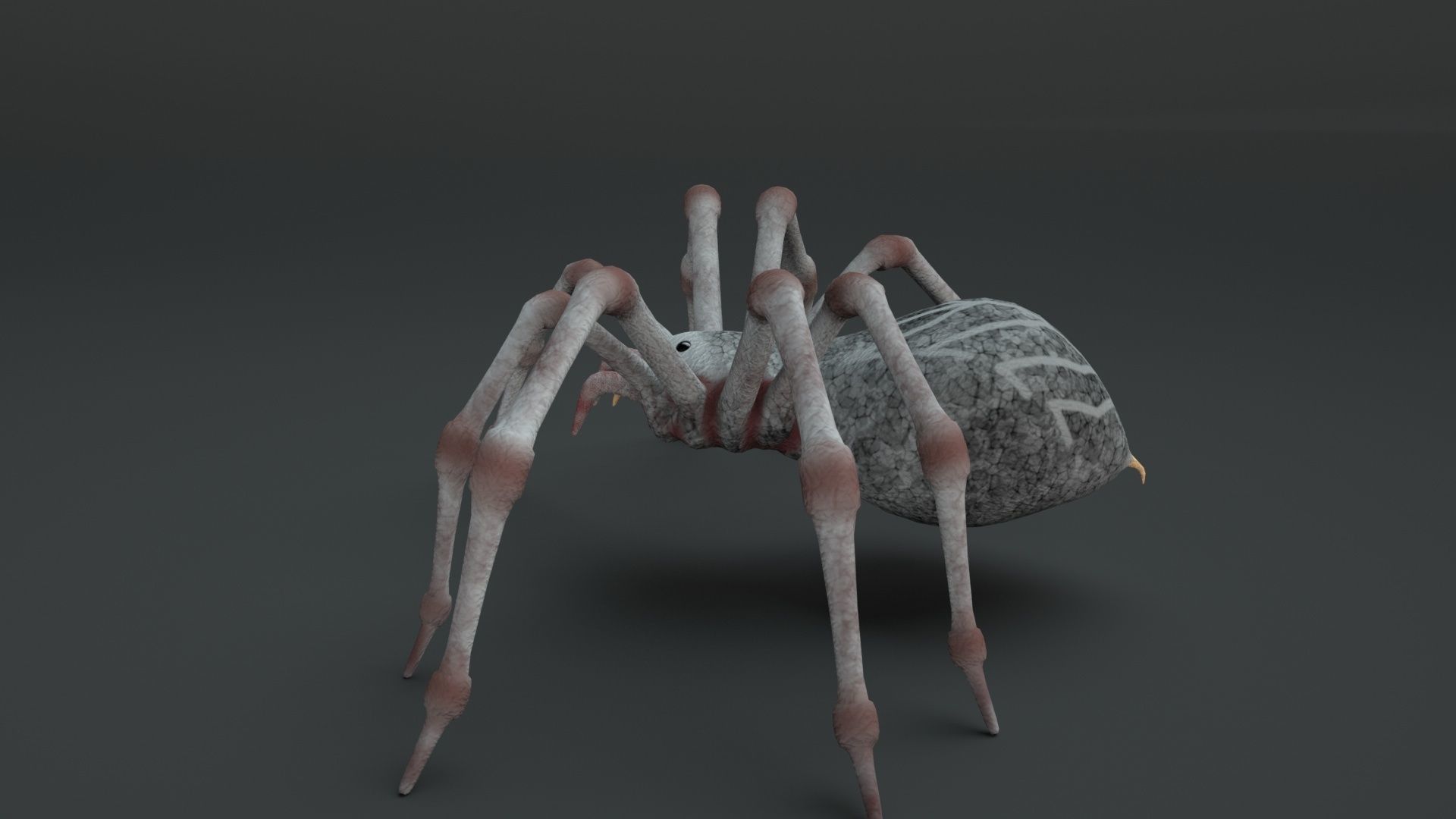 3D Spider Rigged Animated 3D model_5