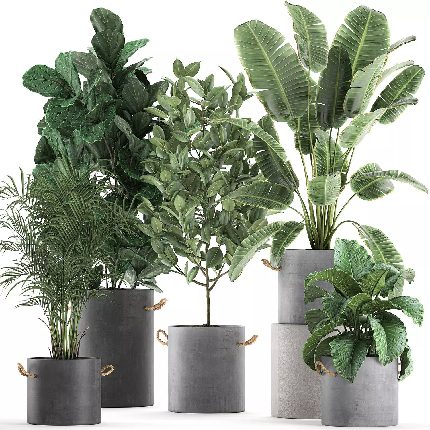 Decorative plants for the interior in flowerpots 613 3D model