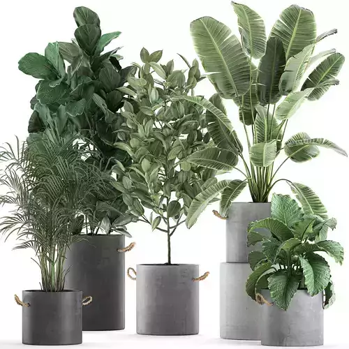 Decorative plants for the interior in flowerpots 613