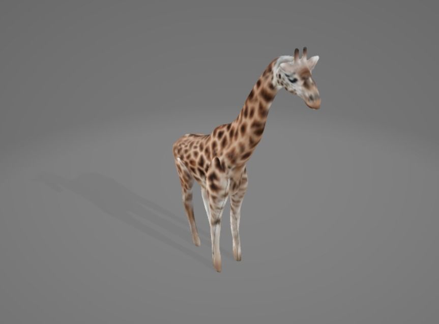 Giraffe 3D model_2