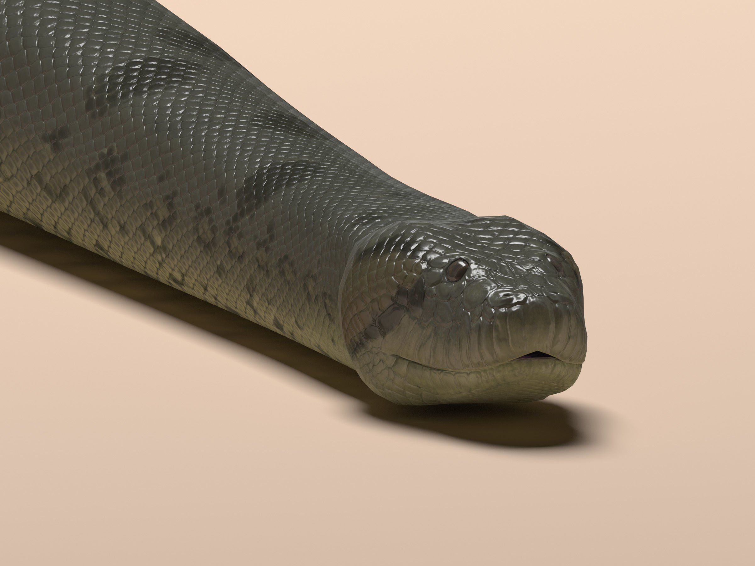 Green Anaconda Low-poly 3D model_6