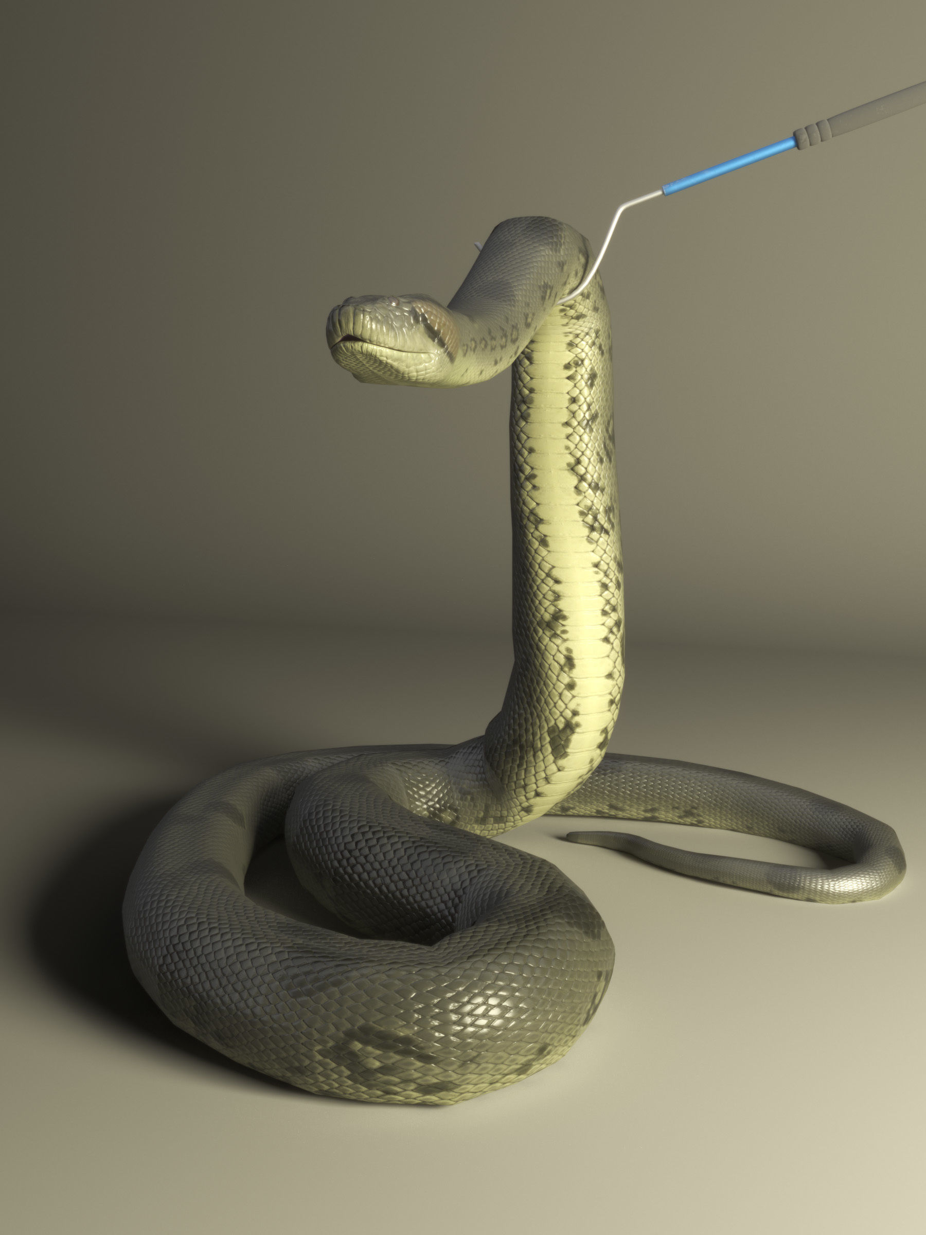 Green Anaconda Low-poly 3D model_3