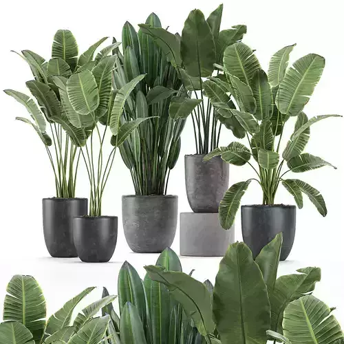 Decorative plants for the interior in flowerpots 614