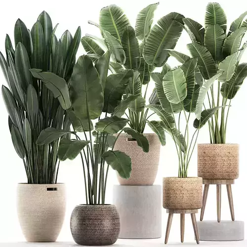 Decorative banana plants for the interior in baskets 615