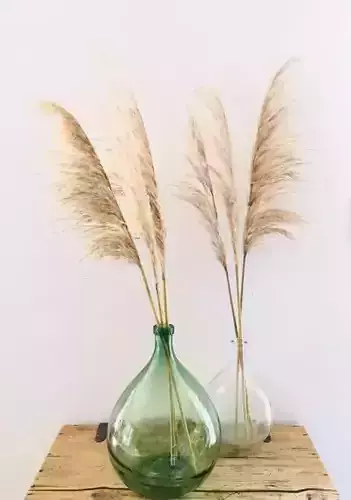 Dame Jeanne avec pampa