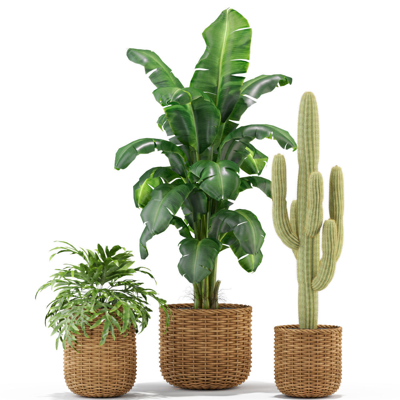 Plants collection 331 3D model_1