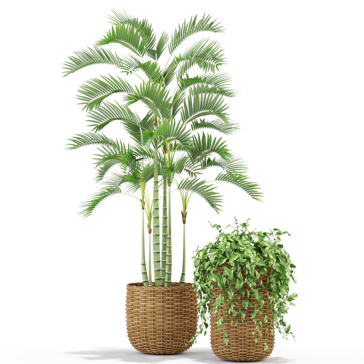 Plants collection 331 3D model_2