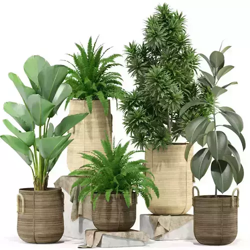 Plants collection 332