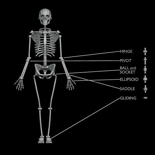 Skeleton Synovial Joints Low-poly 3D model
