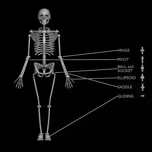 Skeleton Synovial Joints