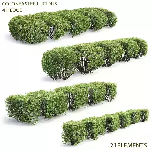 Cotoneaster lucidus hedge Pack 01 3D model