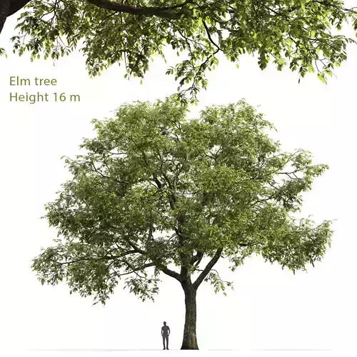 Elm-tree 02 H16m 3D model