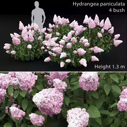 Hydrangea Paniculata Bush 01 3D model