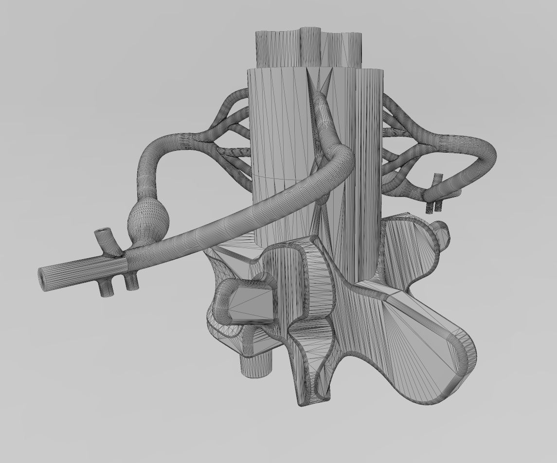 Simplified spinal cord cross section 3D print model_18
