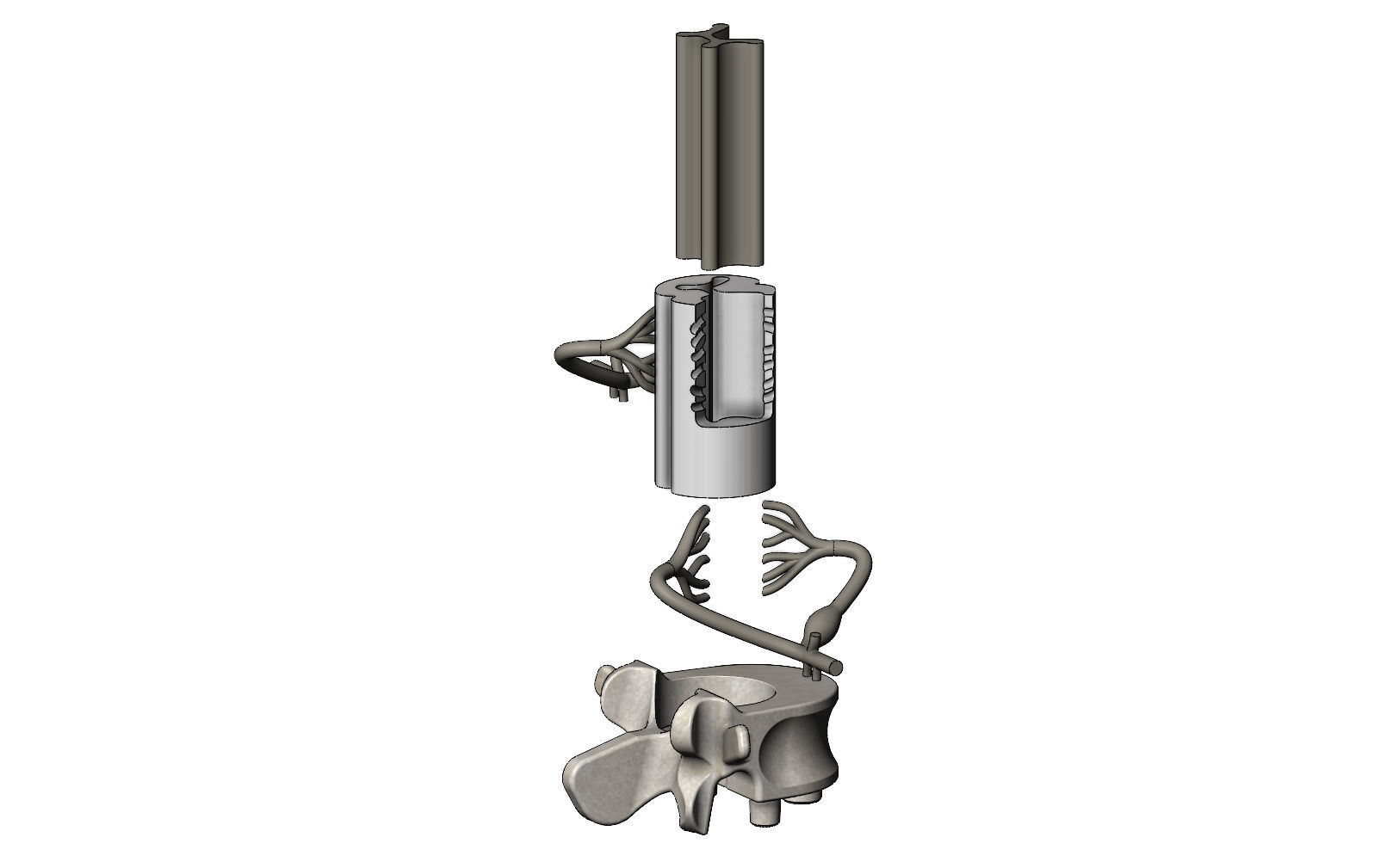 Simplified spinal cord cross section 3D print model_12