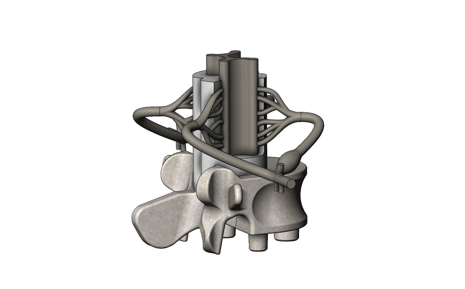 Simplified spinal cord cross section 3D print model_2