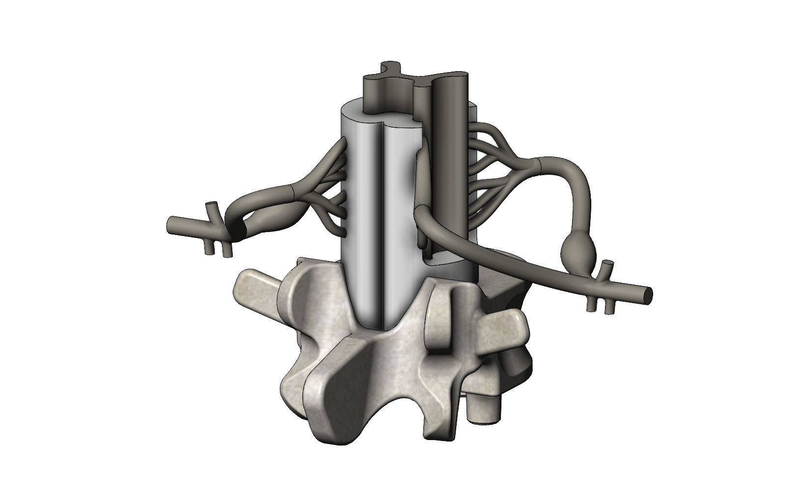 Simplified spinal cord cross section 3D print model_3