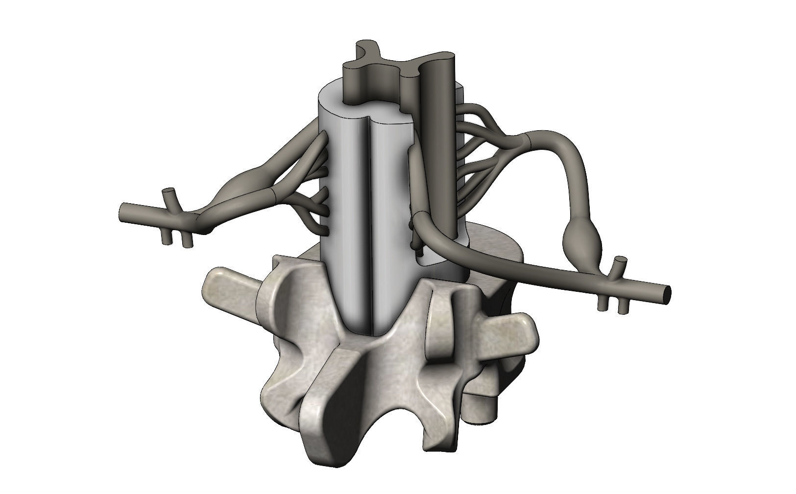 Simplified spinal cord cross section 3D print model_9