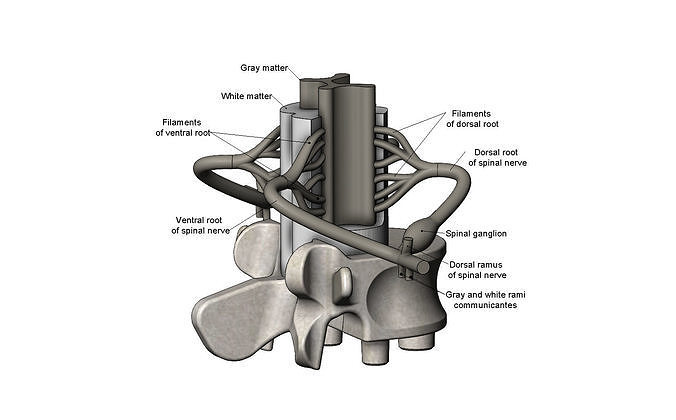 Simplified spinal cord cross section  3D print model
