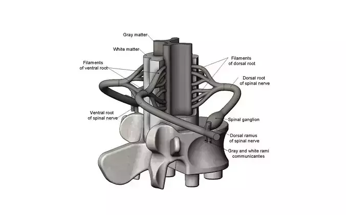 Simplified spinal cord cross section 
