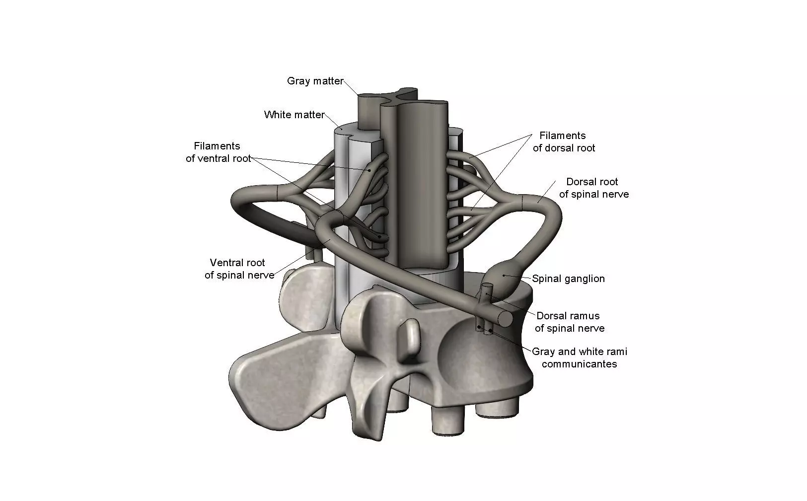 Simplified spinal cord cross section 3D print model_0