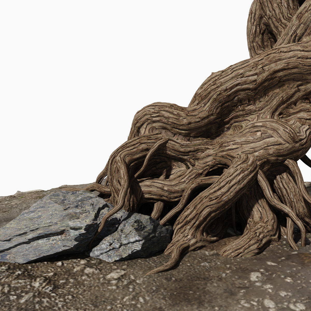 Willow old tree 3D model_13