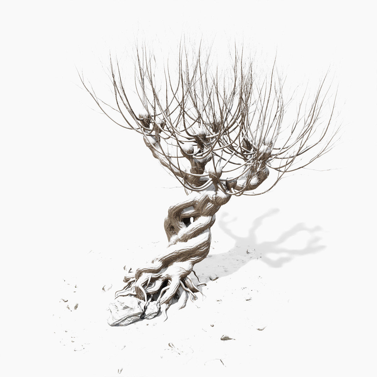 Willow old tree 3D model_11