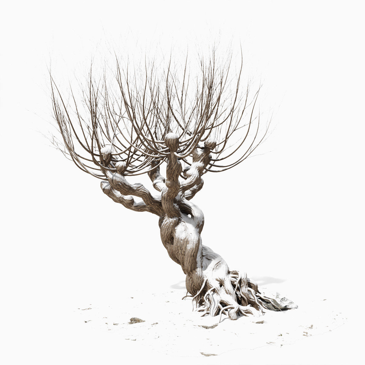 Willow old tree 3D model_6