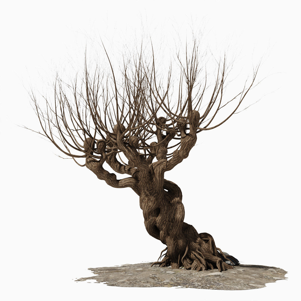 Willow old tree 3D model_7