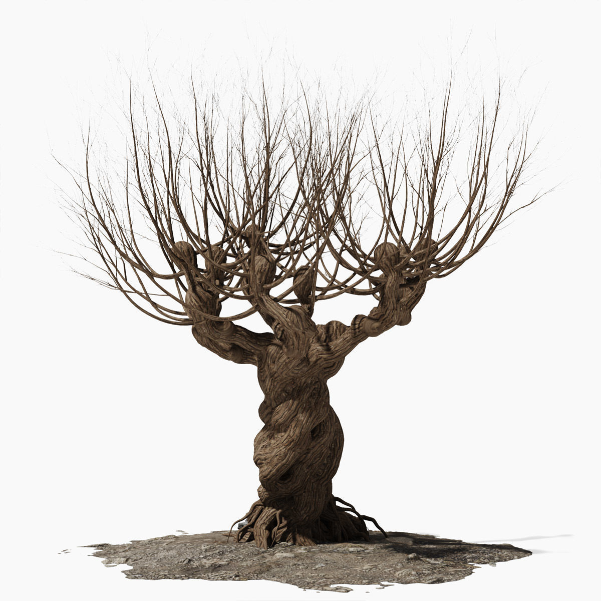 Willow old tree 3D model_5