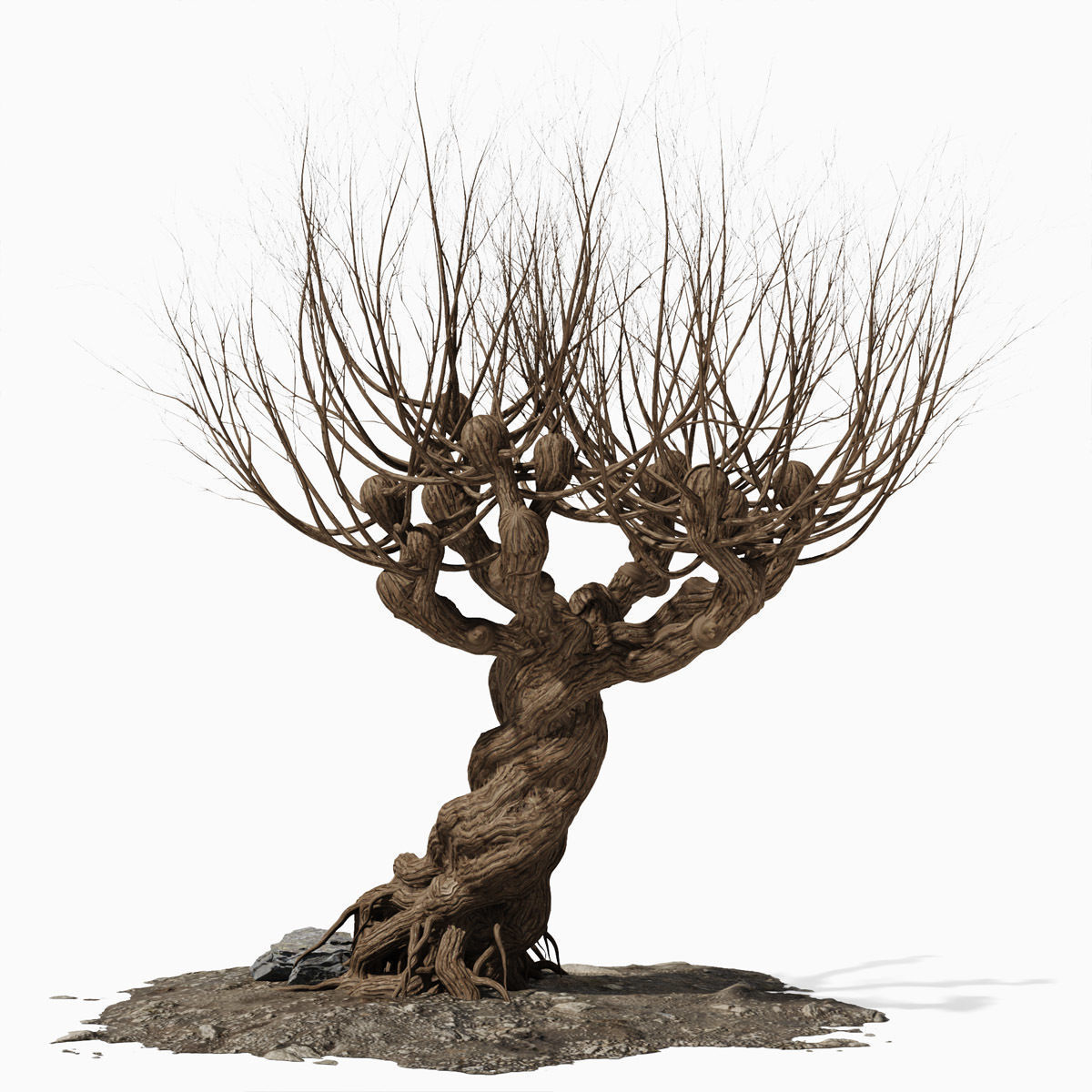 Willow old tree 3D model_3