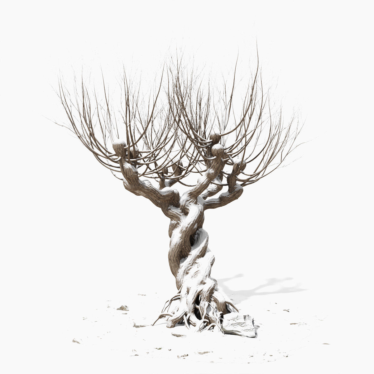Willow old tree 3D model_9