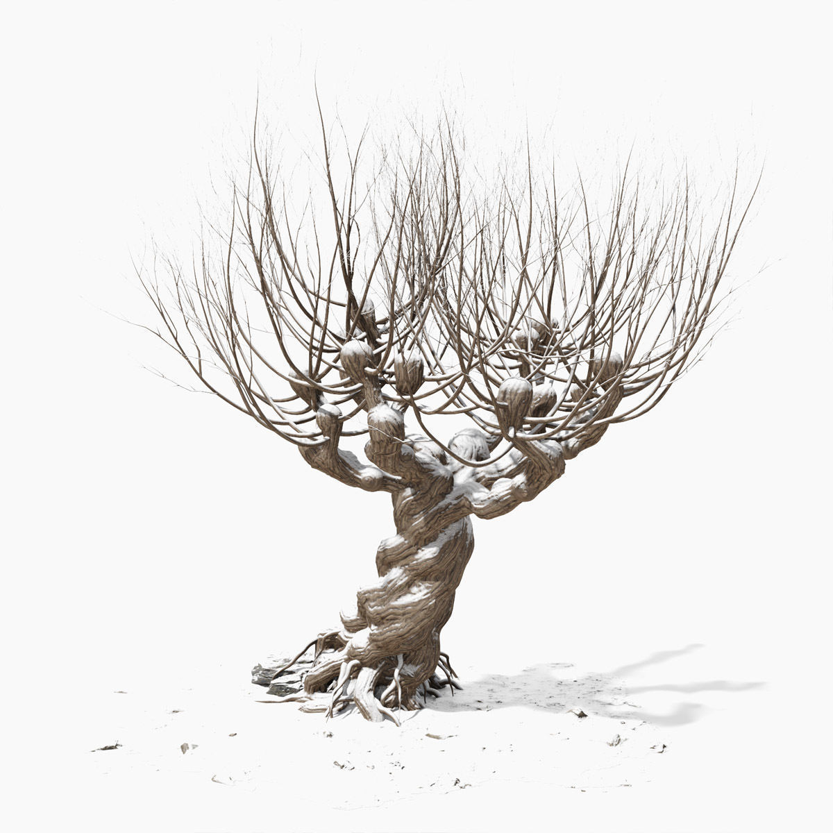Willow old tree 3D model_2