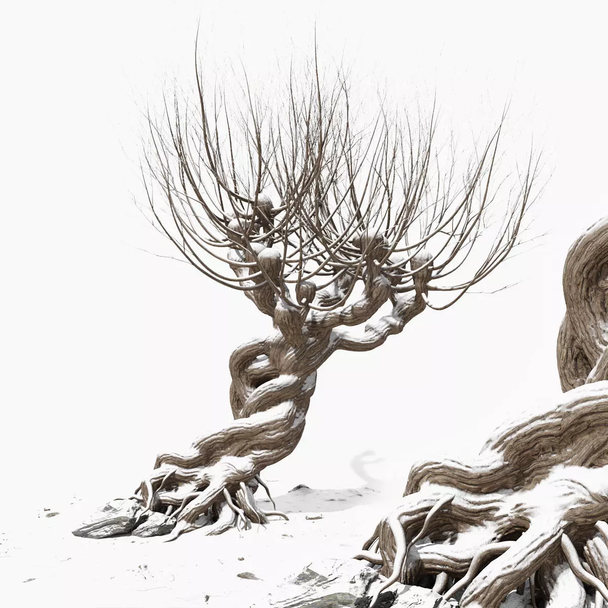 Willow old tree 3D model_0