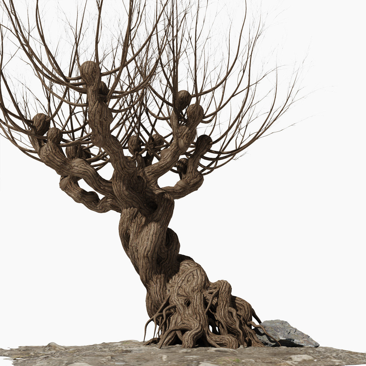 Willow old tree 3D model_12