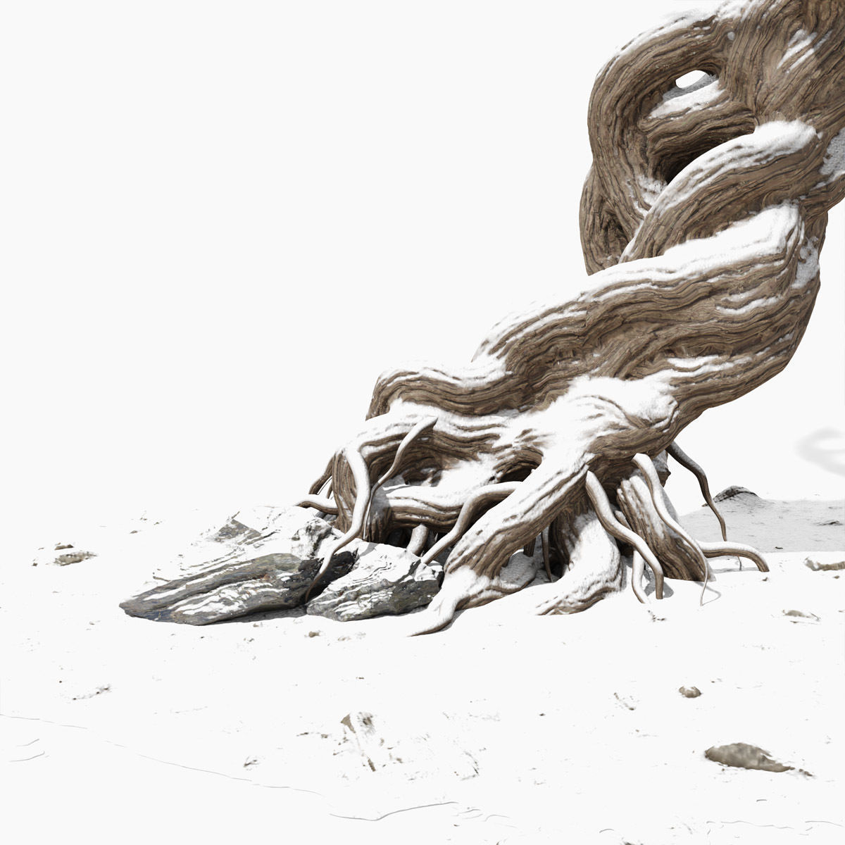 Willow old tree 3D model_14