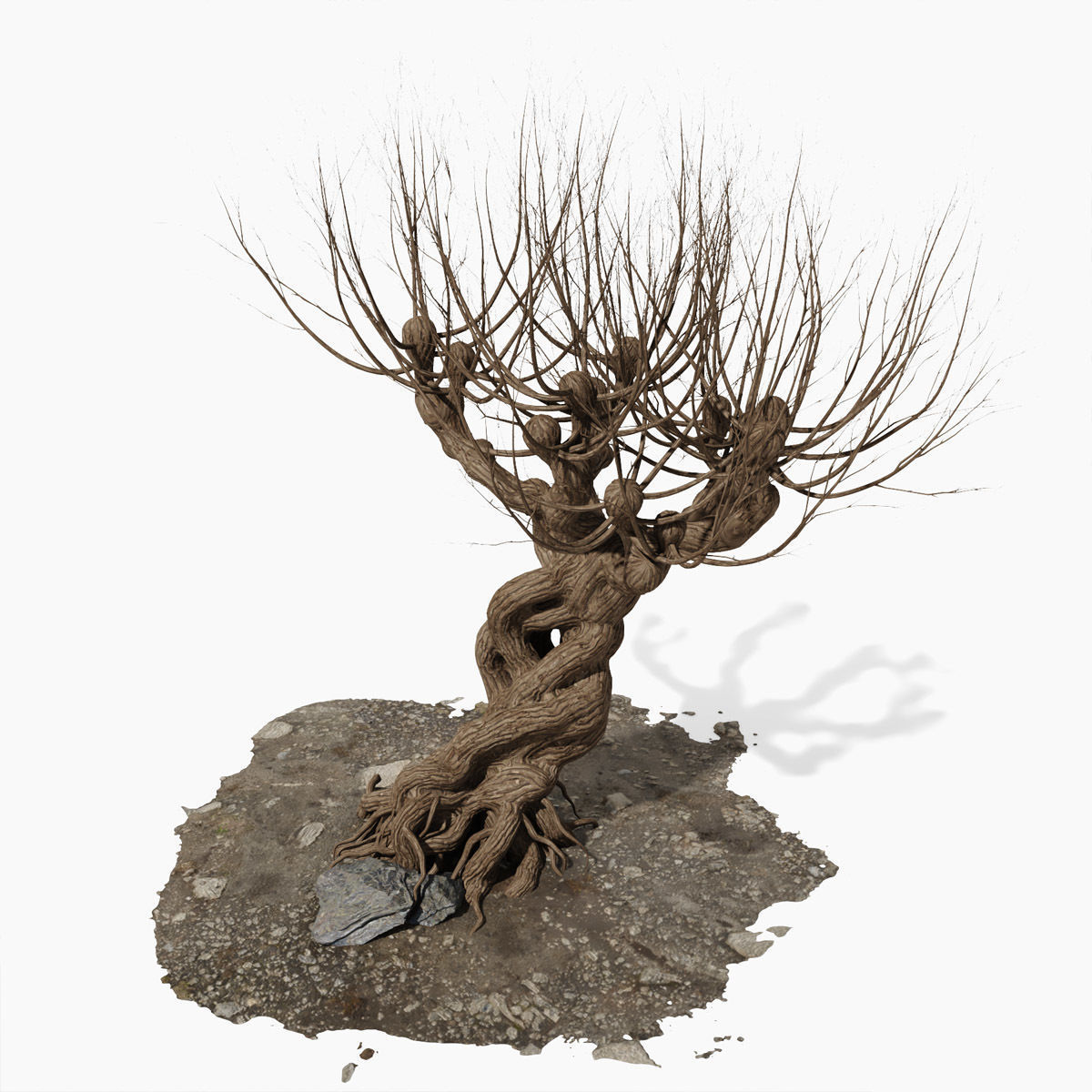 Willow old tree 3D model_10