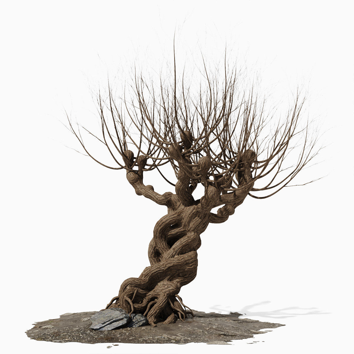 Willow old tree 3D model_1