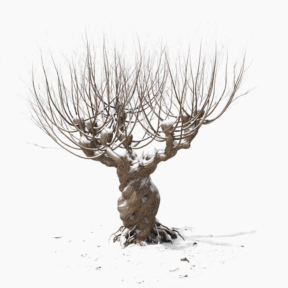 Willow old tree 3D model_4