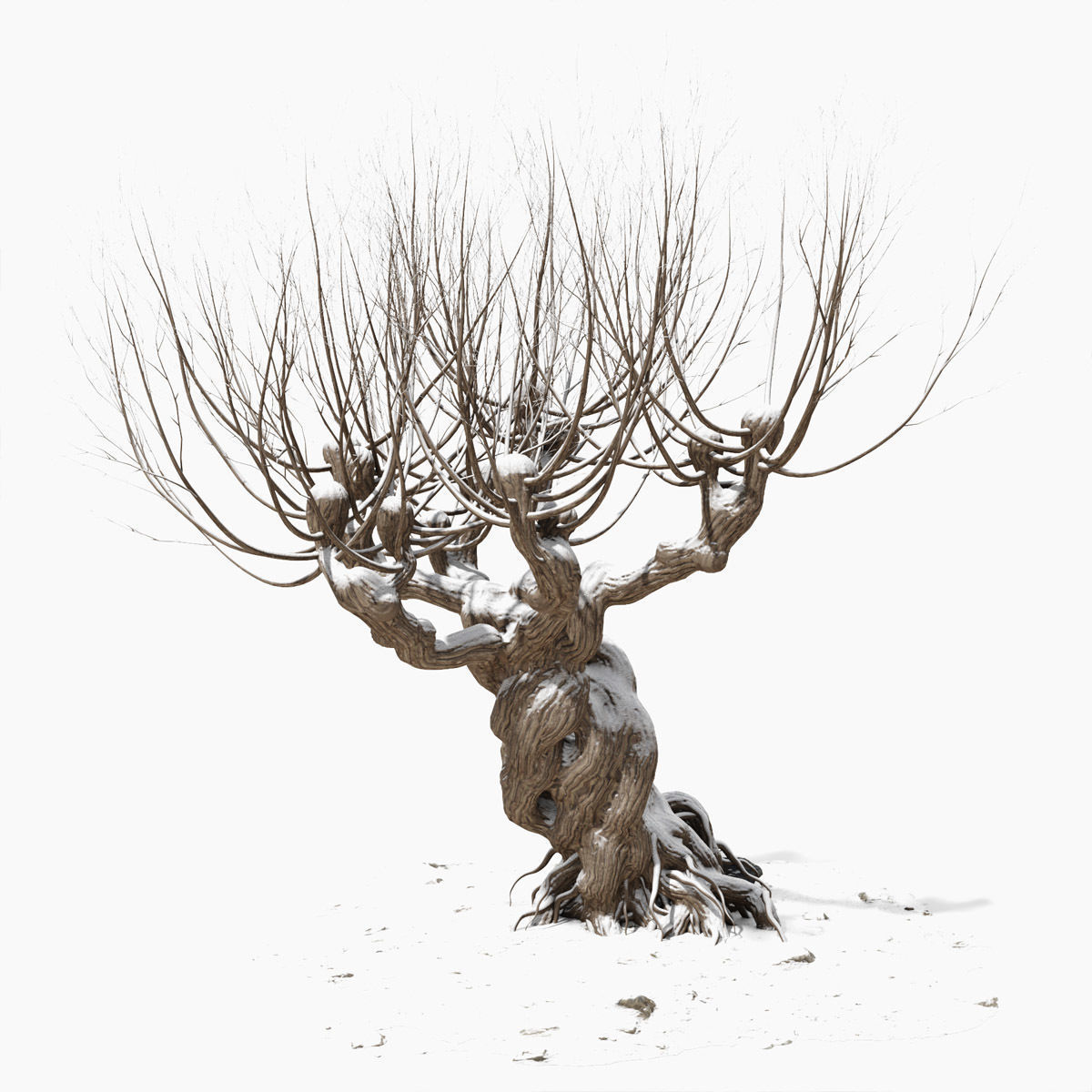 Willow old tree 3D model_8