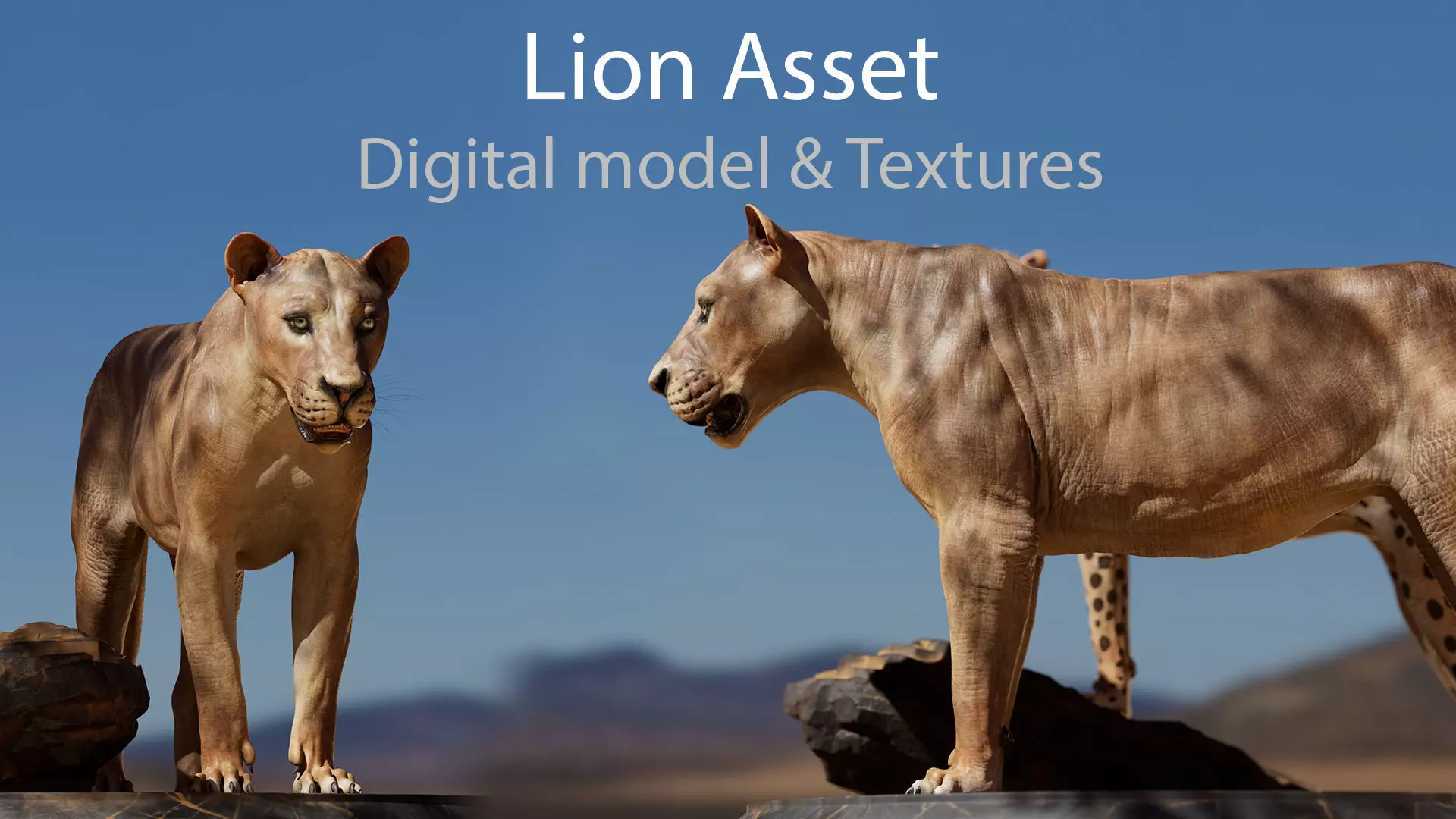 Lion Asset - Digital Model and Textures Low-poly 3D model_0