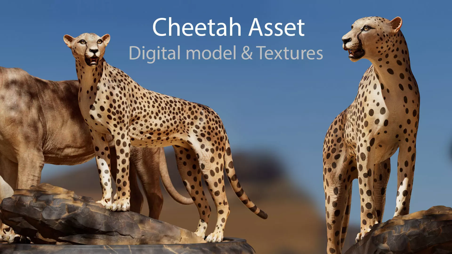 Cheetah Asset - Digital Model and Textures Low-poly 3D model_0