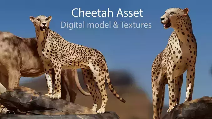 Cheetah Asset - Digital Model and Textures Low-poly 3D model