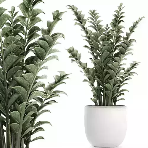 Zamioculcas in pots for the interior 616
