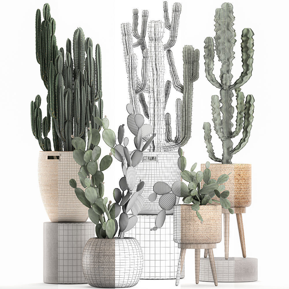 Decorative cactus in baskets for the interior 617 3D model_5