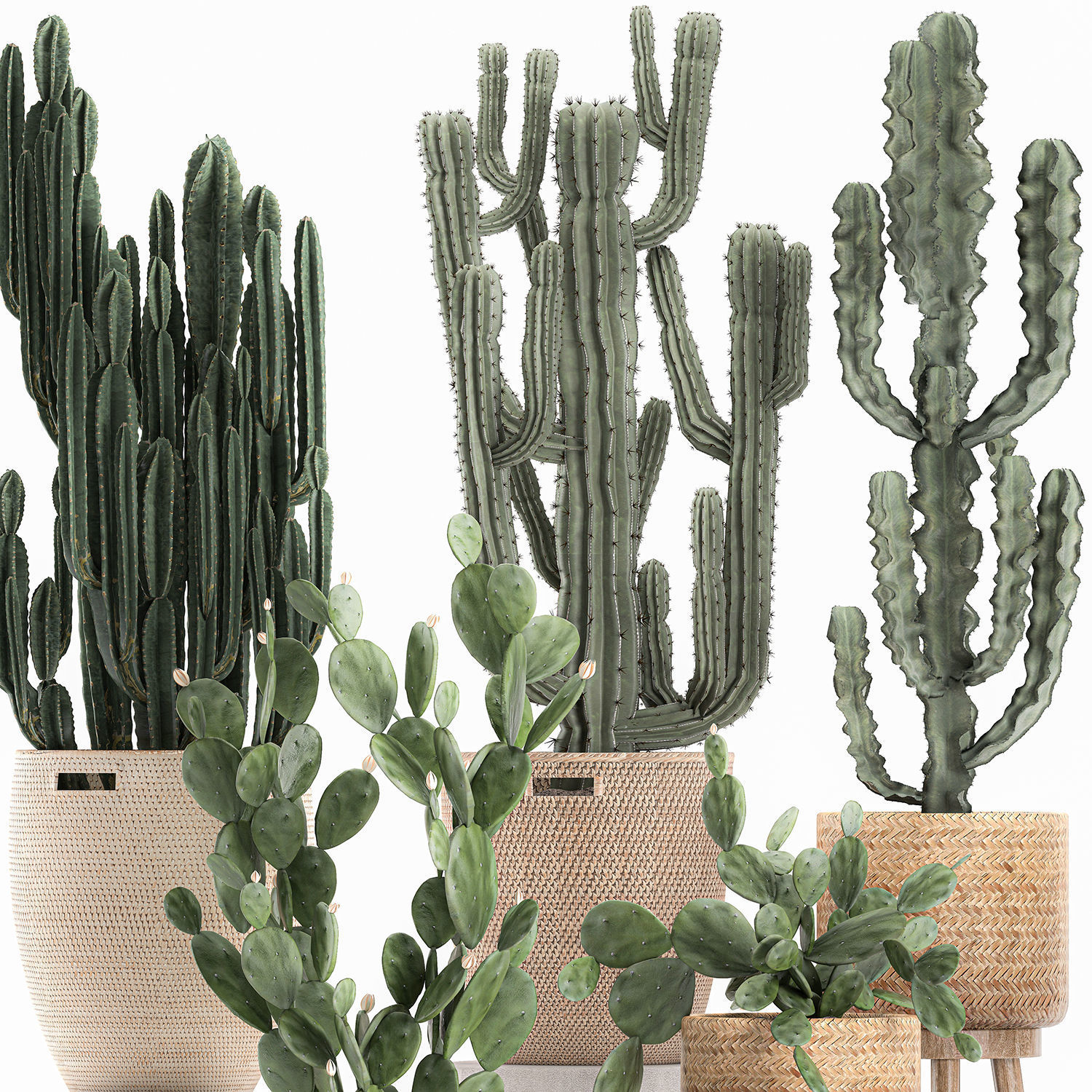 Decorative cactus in baskets for the interior 617 3D model_3