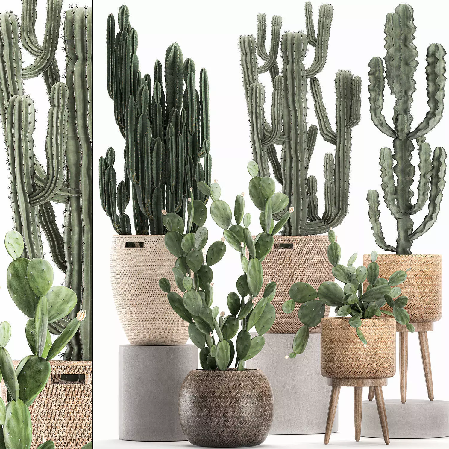 Decorative cactus in baskets for the interior 617 3D model_0